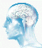 Brain